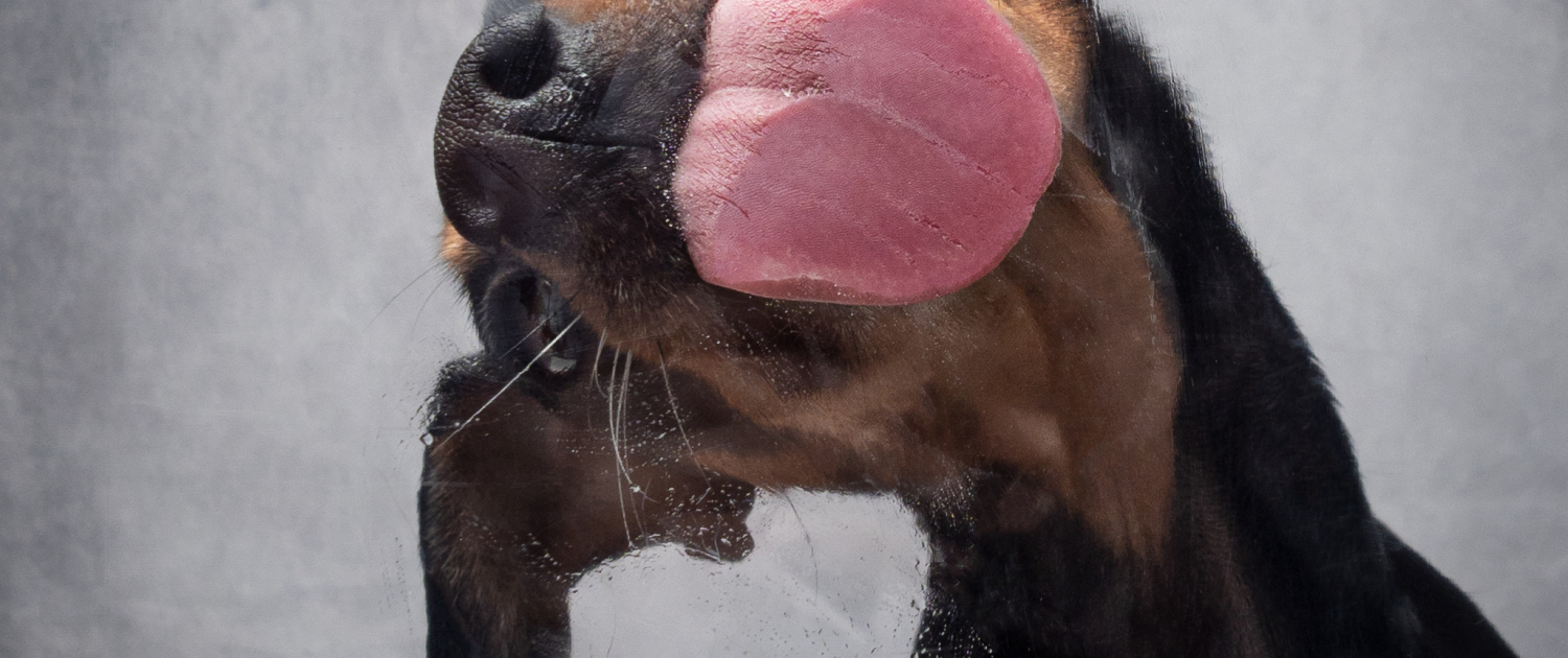Portrait Hund leckt Scheibe ab mit Paste und zieht dabei Grimass